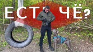 Готовимся с питбулем к лету ч.2