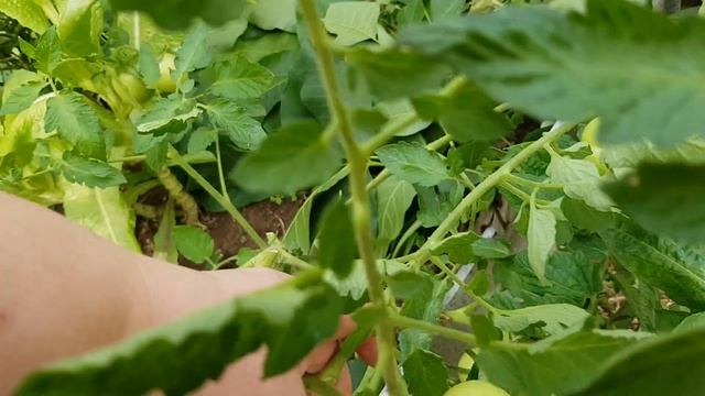 Сорт томата "БЕТТА" = ТОМАТНЫЙ КАЛЕЙДОСКОП сезон 2021 смотреть онлайн