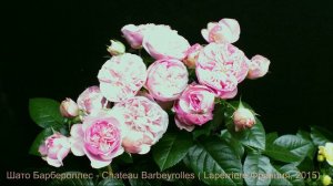Как распускается роза Шато Барбероллес - Chateau Barbeyrolles ( Laperriere Франция, 2015)