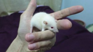 Крыса то ли чихает, то ли кашляет - Rat is sneezing