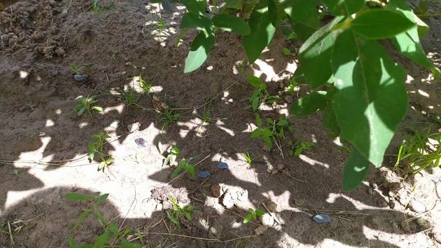 Собираем урожай Жимолости. смотреть онлайн