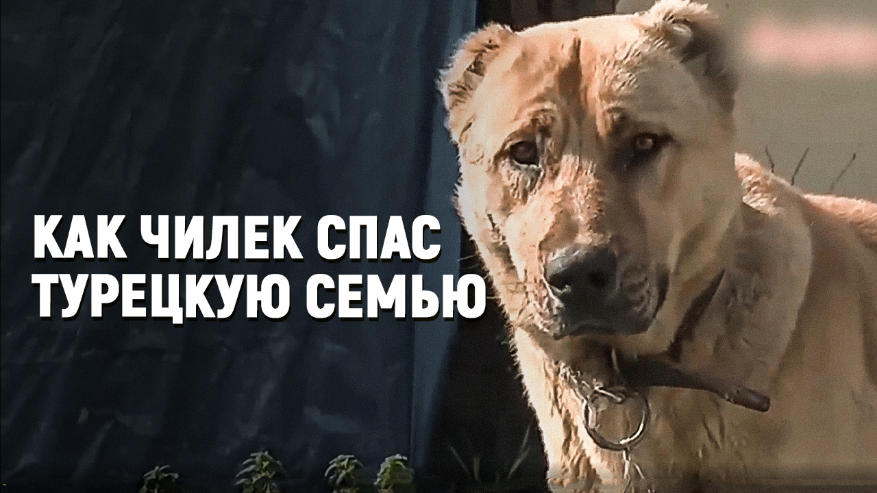 Как Чилек спас турецкую семью