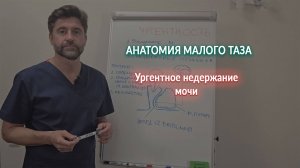 Ургентное недержание мочи. Анатомия малого таза