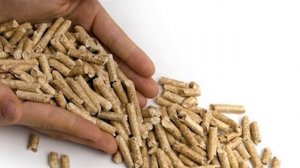 Как приучить котёнка к лотку? Несколько способов приучить к лотку. Как выбрать лоток и наполнитель?