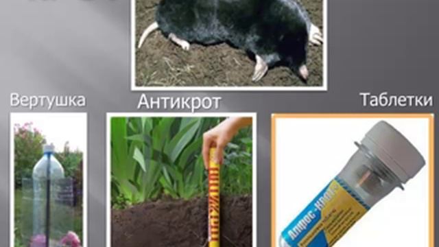 Защита растений от болезней и вредителей смотреть онлайн