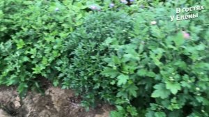 АРБУЗЫ, ДЫНИ, в ПОДМОСКОВЬЕ. Полный обзор САДА, ОГОРОДА, ТЕПЛИЦ, в конце АВГУСТА 2021