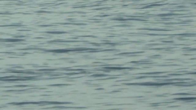 Дельфины на морской рыбалке в Лазаревском смотреть онлайн