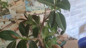 Бонсай из фикуса Наташа, формирование кроны у Мелани...