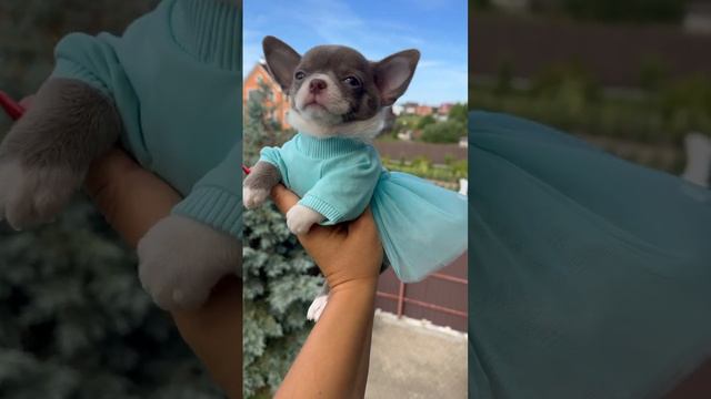 Купите чихуахуа в Москве и Санкт Петербурге https://the-puppies.ru/chihuahua #купитьчихуахуа