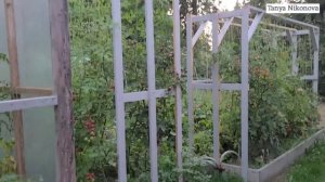Томат СЛИВКА ШОКОЛАДНАЯ. Сортовой томат. Очень урожайный сорт.