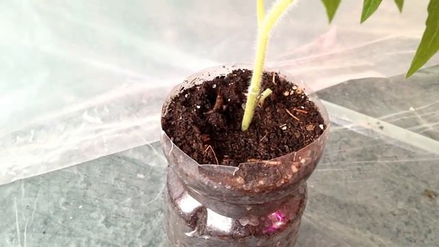 Томатное дерево (часть-2). Продолжаем выращивать Томатное дерево смотреть онлайн