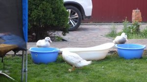 VLOG Даша провалилась в яму