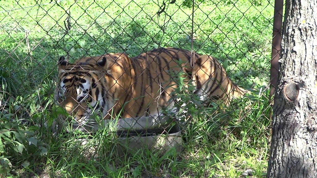 Offtop: Тигр Алмаз смотреть онлайн