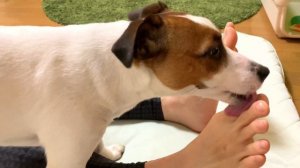 Dog licks the sole of my foot 足の裏を舐める犬