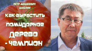 Петр Аюшеевич Шаблин, Как вырастить Помидоры Чемпионы? ЭМ-Технологии в действии (видео 243)