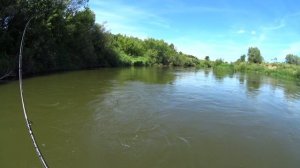 Голавль и жерех бъет но не берет, рыбалка 2020