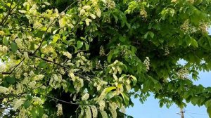 Показываю, что растет у жителей на юге у дома. Цветет черемуха. Переезд на юг