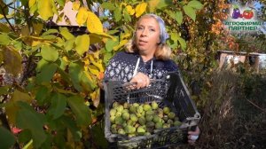 ГРЕЦКИЙ ОРЕХ ДЛЯ МАЛЕНЬКОГО САДА