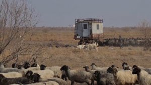 в песках Каракума отарные собаки - Aboriginal Dogs Alabai Turkmenistan!