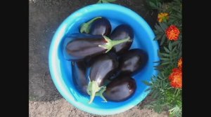 Когда сеять баклажаны на рассаду