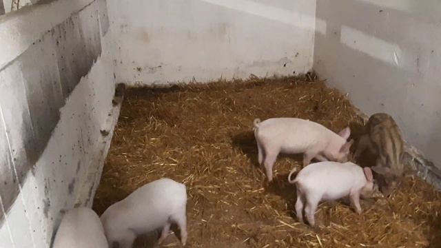 КАК ОТЛУЧАТЬ ПОРОСЯТ ОТ СВИНОМАТКИ смотреть онлайн