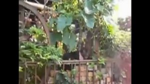КОТЫ И ОГУРЦЫ. Перестаньте Пугать Котов Огурцами. /cats and cucumbers