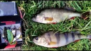 Ловля щуки и трофейного окуня на спиннинг / ловля хищника на вертушку