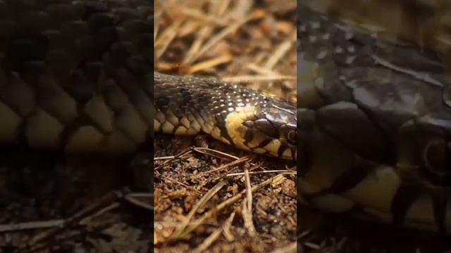 snake island africa | Victoria lake Africa |