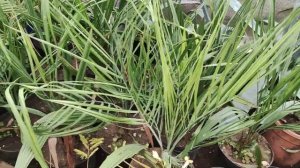 Бутия головчатая саженцы