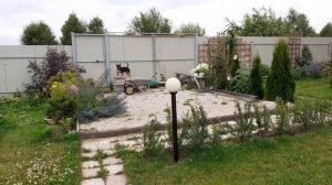 На даче вдвоём. Лаванда Гортензия. Кто сбивает Гаса с толку)))