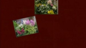 Астильбы в саду: весенний уход