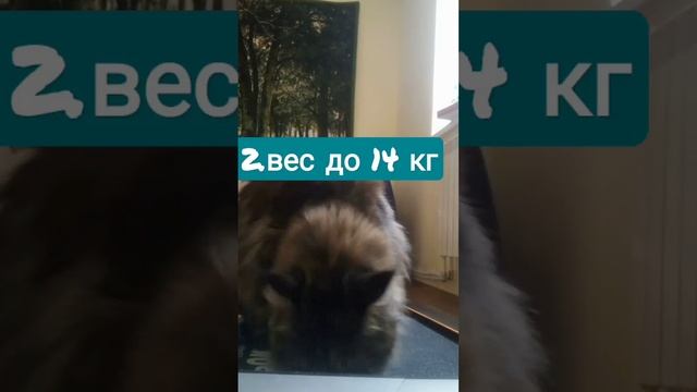 Ашеры(коты)