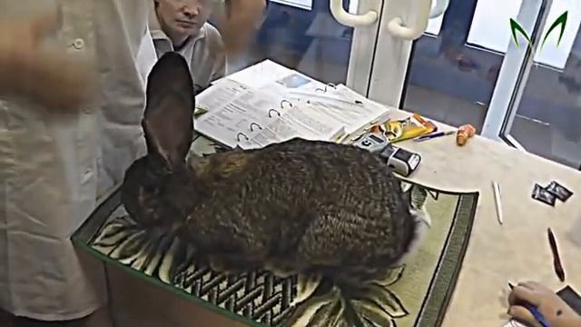 порода кролика бельгийский великан смотреть онлайн