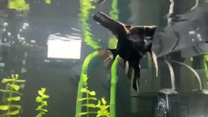 Нано кубик на 60 литров . Аквариум . Скалярии , петушок , анциструс и родостомус .