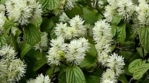 Fothergilla major