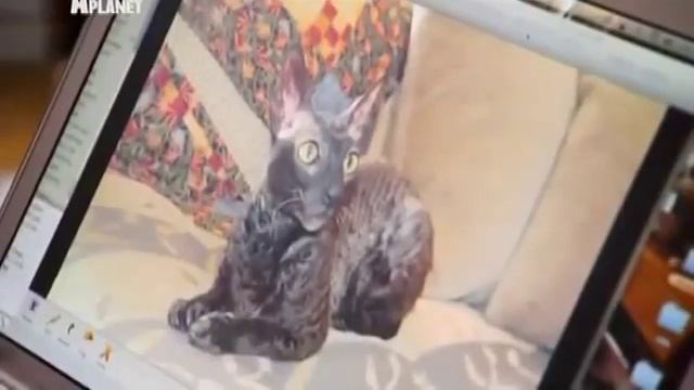 Корниш-рекс: описание породы, характер, уход, видео смотреть онлайн