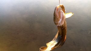 Закидушки на налима. Проверка 18.10.23г.