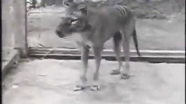 Последняя съёмка сумчатого волка (тилацина).mp4