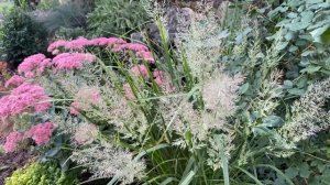 Злаки и декоративные травы моего сада(Украина)