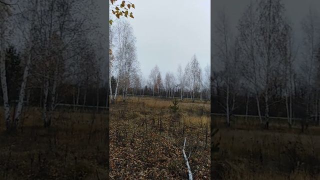 Мои стихи /Стихи про березу/В чужом краю стоит береза смотреть онлайн