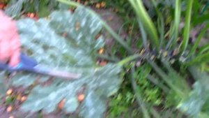 Как я ухаживаю за кабачками осенью.