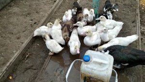 СОДЕРЖАНИЕ УТОК ИНДИЙСКИЙ БЕГУН И ИНДОУТКИ ОСЕНЬЮ В ОКТЯБРЕ