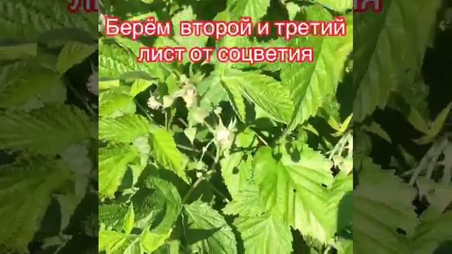 Как собрать листья малины для сушки