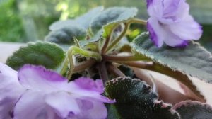 Фиалка Buckeye Blushing.