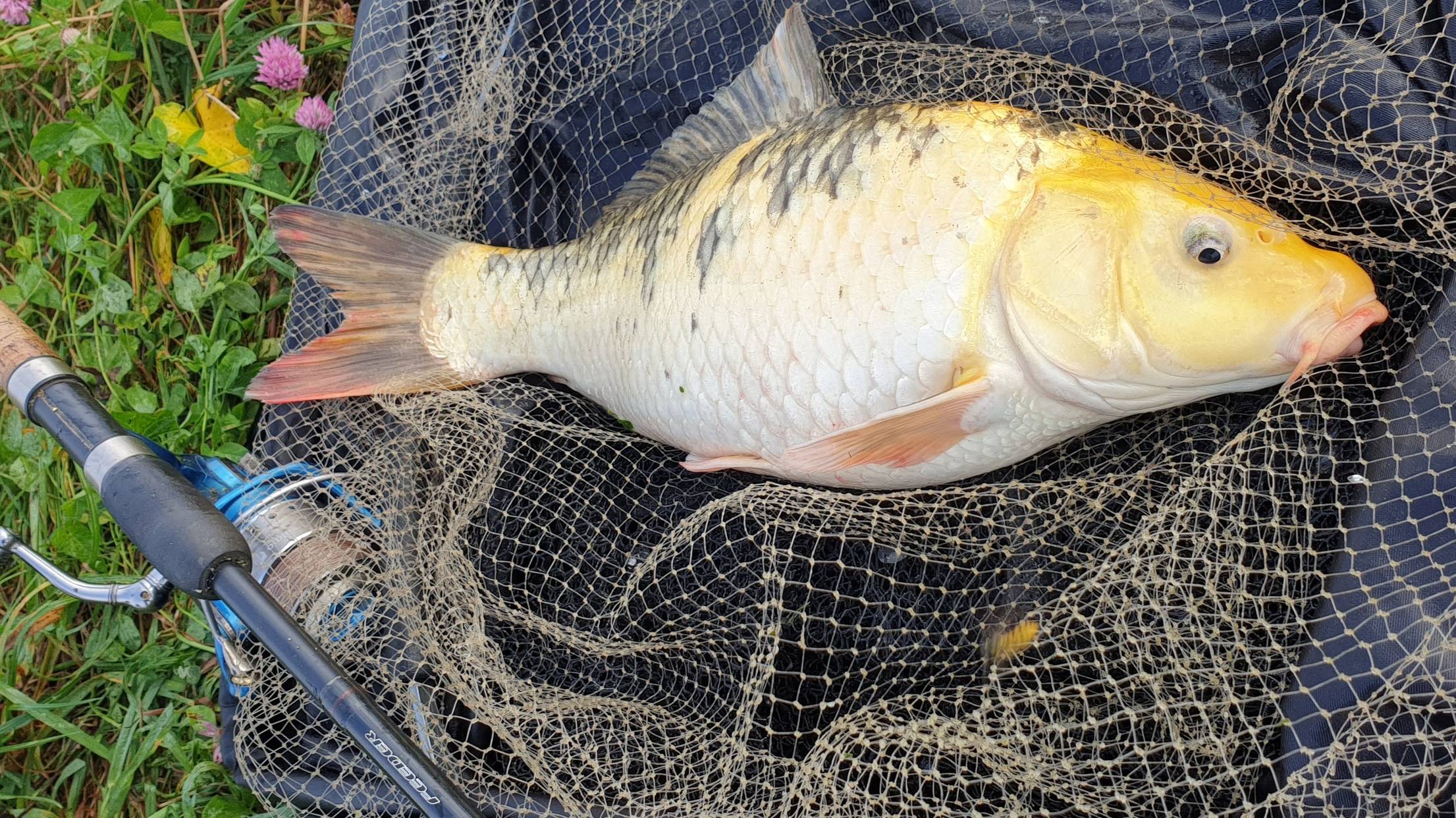 Карп_КОИ_Курчатов смотреть онлайн