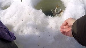 Весенний чебак со льда, Белоярка 10.04.2022