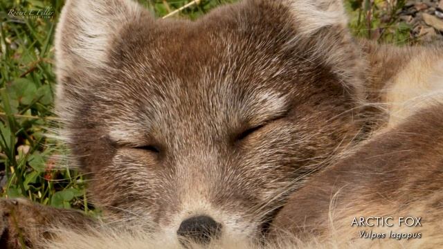 Arctic Wildlife Wonders: Polar Bear, Walrus & More | Svalbard ??? | Wild Travel | Robert E Fuller