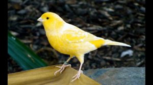 Кенар роллер тройник ПЕСНЯ ИЗ ПЕНИЯ ЛЯГУШЕК 1-7