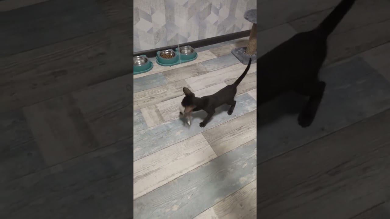 Ориентальный шоколадный кот. Новый житель, какой он?#котята#cats #ориентальныйкот