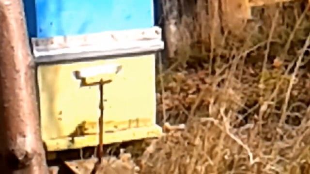 Серая горная кавказская пчела поздний облет 1 смотреть онлайн